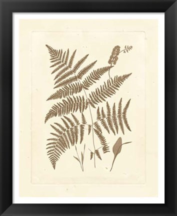 Framed Sepia Ferns I Print