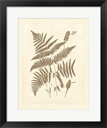 Framed Sepia Ferns I Print