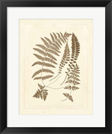 Framed Sepia Ferns II Print