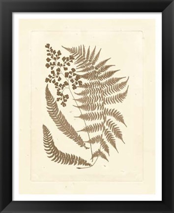 Framed Sepia Ferns III Print