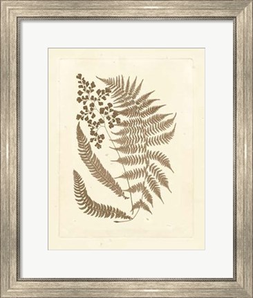 Framed Sepia Ferns III Print