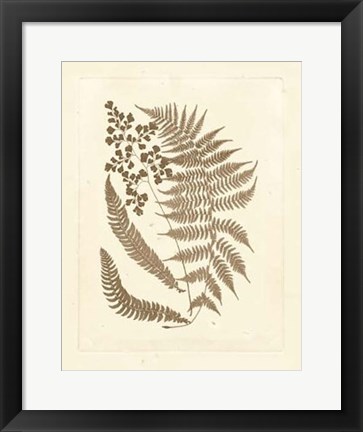 Framed Sepia Ferns III Print