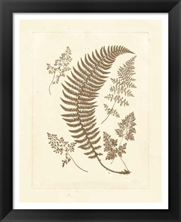 Framed Sepia Ferns IV Print