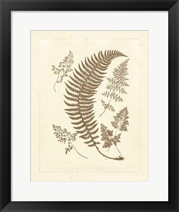 Framed Sepia Ferns IV Print