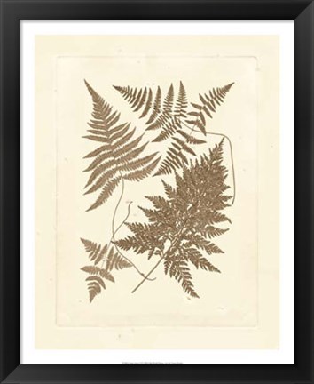 Framed Sepia Ferns VI Print