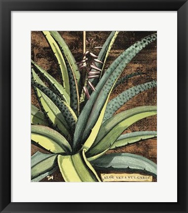 Framed Graphic Aloe III Print