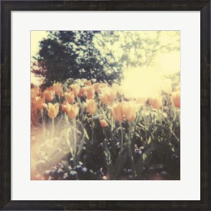 Framed Tulipa Exposta II Print