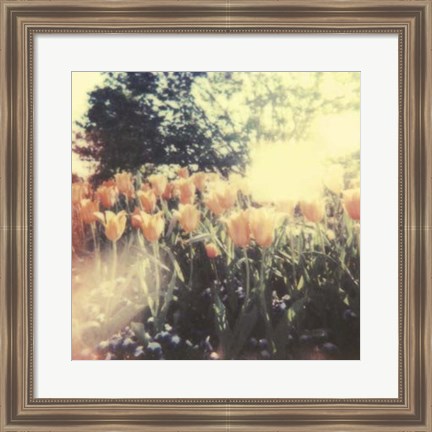 Framed Tulipa Exposta II Print