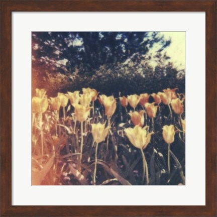 Framed Tulipa Exposta III Print