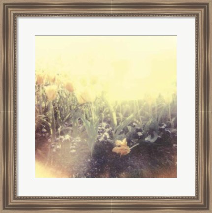 Framed Tulipa Exposta IV Print