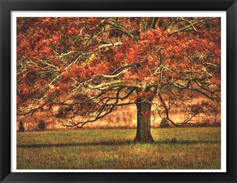 Framed Oak in the Cove Print