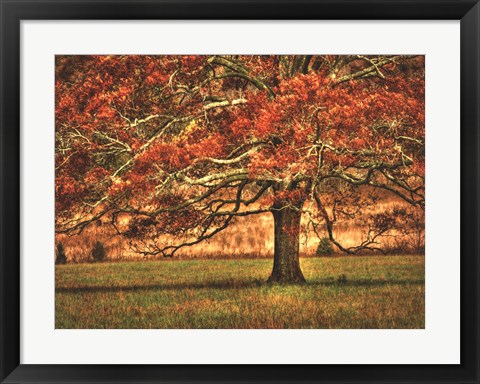 Framed Oak in the Cove Print