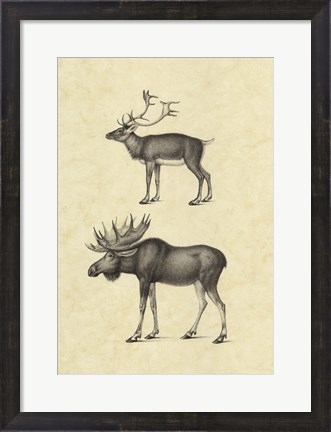 Framed Vintage Elk Print