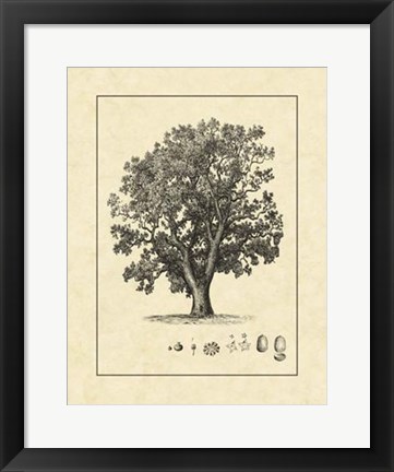 Framed Vintage Tree II Print