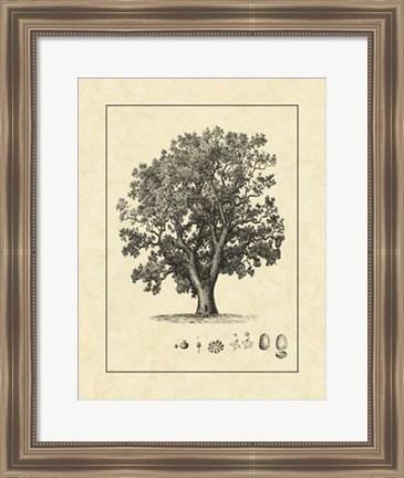 Framed Vintage Tree II Print