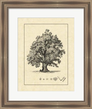 Framed Vintage Tree III Print