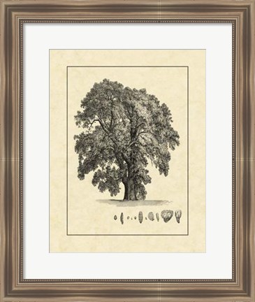 Framed Vintage Tree IV Print