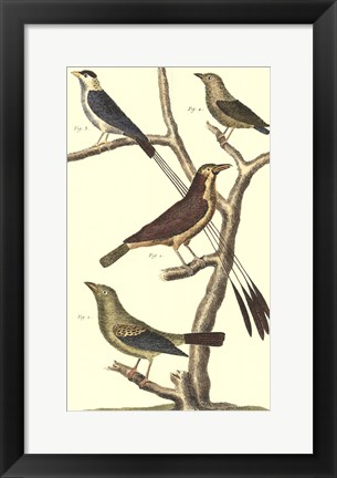 Framed Bird Family I Print