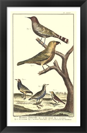 Framed Bird Family II Print