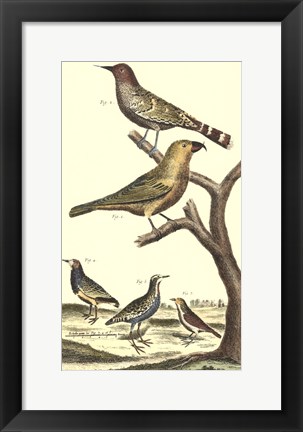 Framed Bird Family II Print