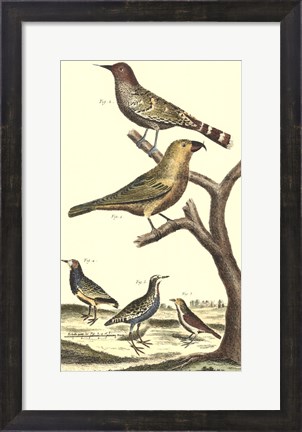 Framed Bird Family II Print