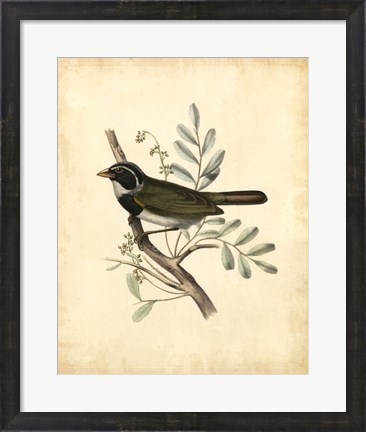 Framed Delicate Birds VI Print