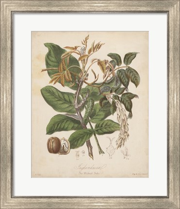 Framed Botanicals VI Print