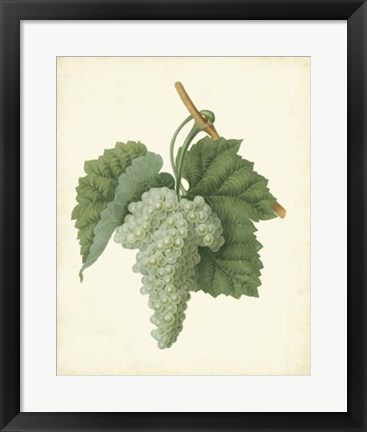 Framed Plantation Grapes II Print