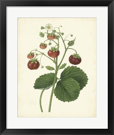 Framed Plantation Strawberries I Print