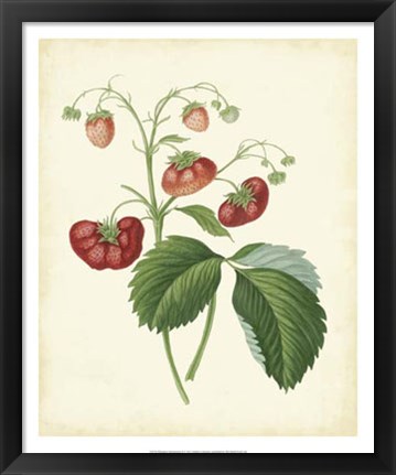 Framed Plantation Strawberries II Print