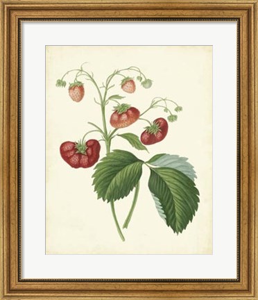 Framed Plantation Strawberries II Print