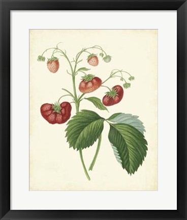 Framed Plantation Strawberries II Print