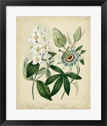 Framed Cottage Florals II Print