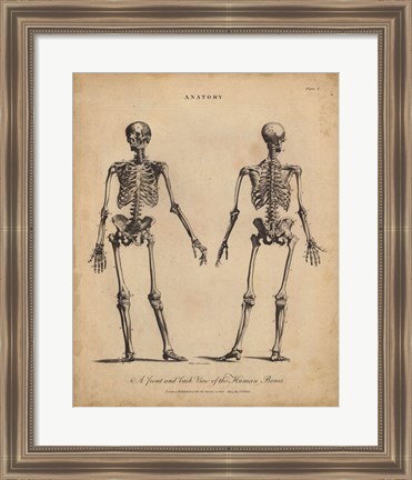 Framed Anatomy Study I Print