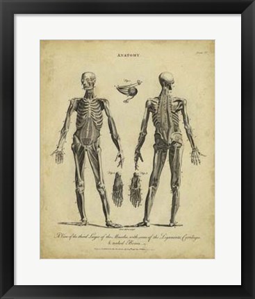 Framed Anatomy Study II Print