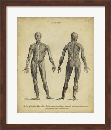 Framed Anatomy Study IV Print