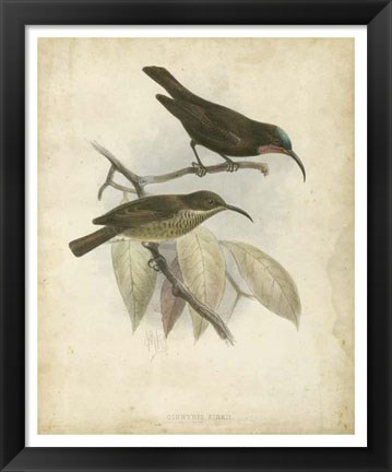 Framed Antique Gould Hummingbird I Print