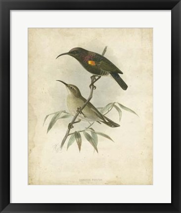 Framed Antique Gould Hummingbird II Print