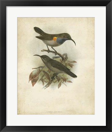 Framed Antique Gould Hummingbird III Print