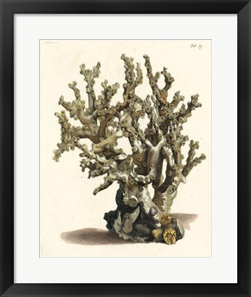 Framed Antique Coral II Print