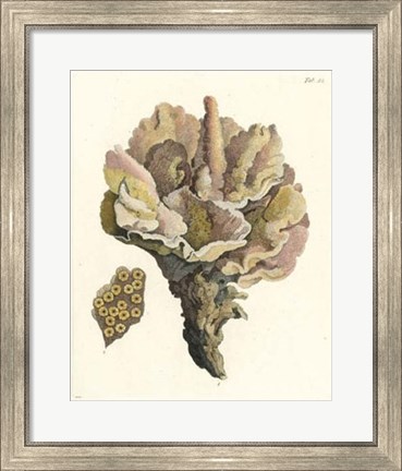 Framed Antique Coral III Print
