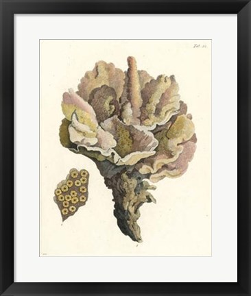 Framed Antique Coral III Print