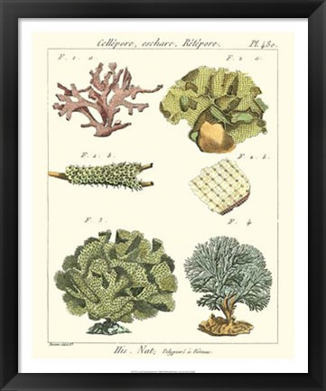 Framed Coral Classification II Print