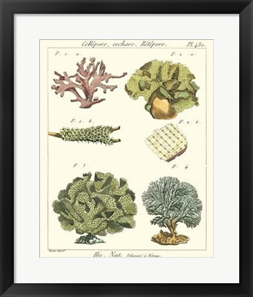 Framed Coral Classification II Print