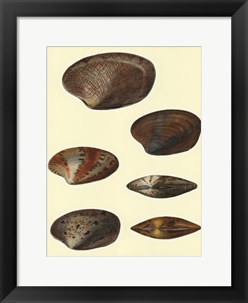 Framed Venus Shells, Pl.281 Print