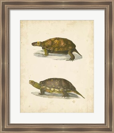 Framed Turtle Duo I Print