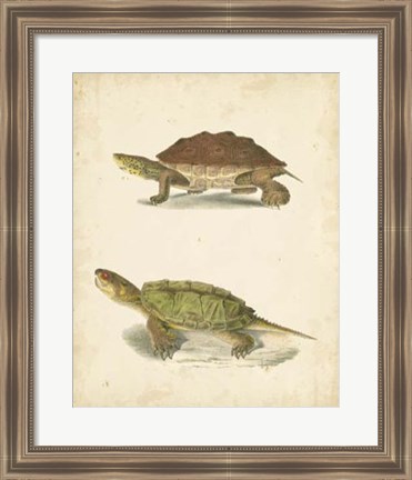 Framed Turtle Duo II Print