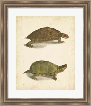 Framed Turtle Duo IV Print