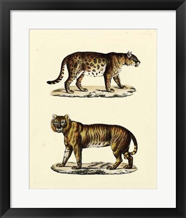 Framed Animal Studies II Print