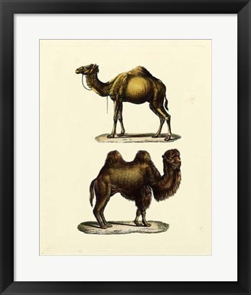 Framed Animal Studies III Print